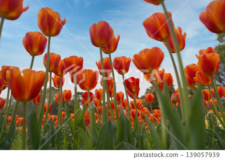 Colorful tulips blooming in full bloom Colorful tulips blooming in full bloom 139057939