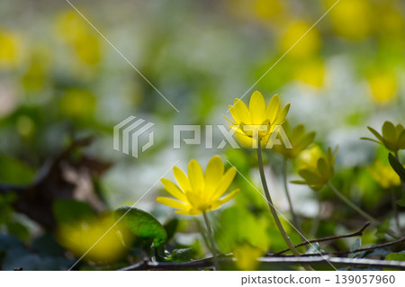 Bright yellow wildflowers bloom in a sunlit forest clearing during spring Bright yellow wildflowers bloom in a sunlit forest clearing during spring 139057960