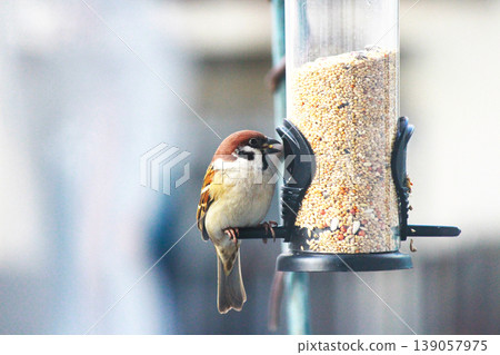 Close-up of a sparrow eating from a bird feeder in the garden. Close-up of a sparrow eating from a bird feeder in the garden. 139057975