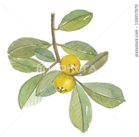 Guava painted in watercolor Guava painted in watercolor 139057978
