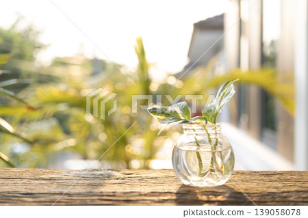 Water propagate Devil's ivy plant in a glass vase Water propagate Devil's ivy plant in a glass vase 139058078