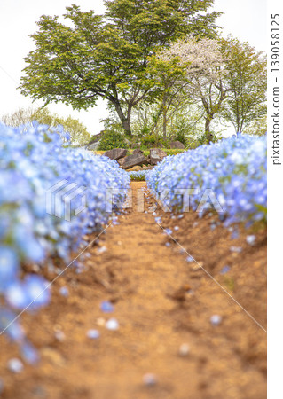 The blue sea of nemophila swaying in the spring breeze paints a fantastical beauty. The blue sea of nemophila swaying in the spring breeze paints a fantastical beauty. 139058125