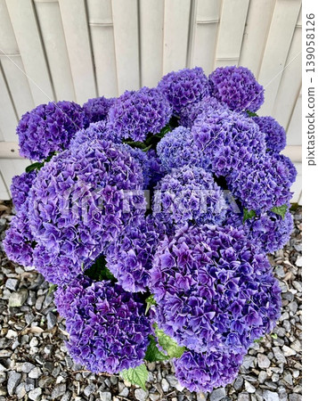Colorful hydrangeas in full bloom (Japanese Hydrangea Exhibition) (Katahara Onsen Hydrangea Village, Gamagori City, Aichi Prefecture) Colorful hydrangeas in full bloom (Japanese Hydrangea Exhibition) (Katahara Onsen Hydrangea Village, Gamagori City, Aichi Prefecture) 139058126