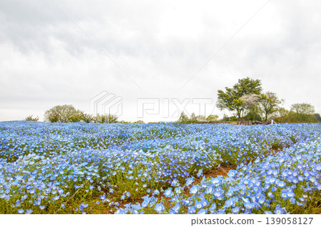 Fragments of the sky that have fallen to the ground, nemophila blue hills Fragments of the sky that have fallen to the ground, nemophila blue hills 139058127