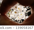 Cherry blossoms peeking out from my hand 139058167