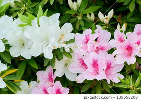淡粉紅色和白色的杜鵑花沐浴在柔和的光線中 139058200