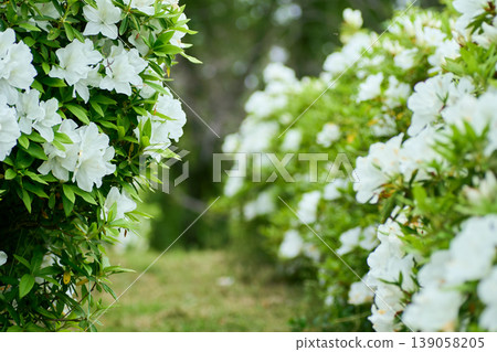 A background image featuring a harmonious blend of pale-colored flowers and greenery, with space for copy. A background image featuring a harmonious blend of pale-colored flowers and greenery, with space for copy. 139058205