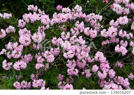 Spring Ranman Spring Ranman 139058207
