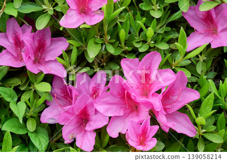 A close-up of a vibrant pink azalea. A close-up of a vibrant pink azalea. 139058214