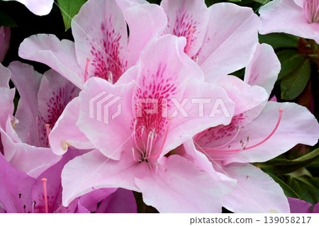 A close-up of elegant pale pink azalea flowers. A close-up of elegant pale pink azalea flowers. 139058217