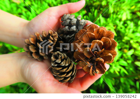 A scene of a pine cone held in the palm of a hand. A scene of a pine cone held in the palm of a hand. 139058242