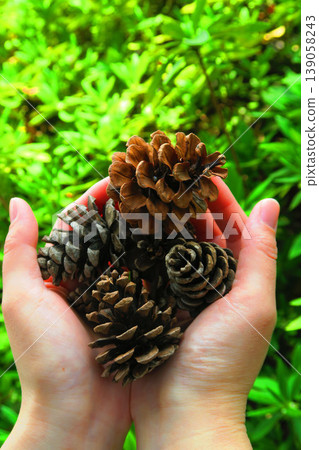 A scene of a pine cone held in the palm of a hand. A scene of a pine cone held in the palm of a hand. 139058243