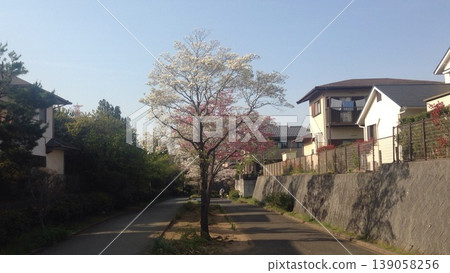 樹木 樹木 139058256