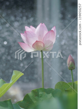 風景與蓮花 風景與蓮花 139058257