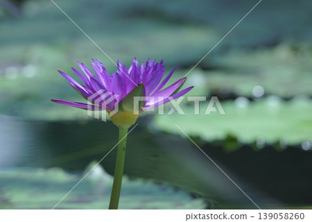 Water lily flower floating on the surface of the water Water lily flower floating on the surface of the water 139058260