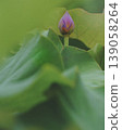 蓮花花蕾和晨露 139058264