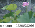被噴泉水打濕的蓮花 139058266