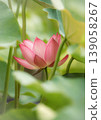 風景與蓮花 139058267