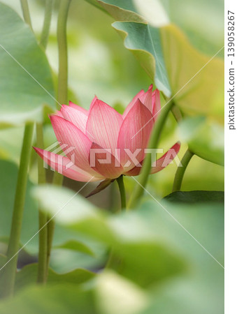 風景與蓮花 風景與蓮花 139058267