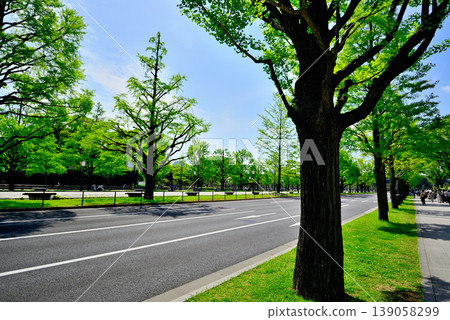Gyoko-dori Street in Tokyo: Beautiful ginkgo trees lining the street in fresh greenery. 139058299