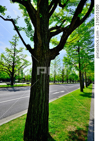 Gyoko-dori Street in Tokyo: Beautiful ginkgo trees lining the street in fresh greenery. 139058300
