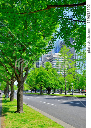 Gyoko-dori Street in Tokyo: Beautiful ginkgo trees lining the street in fresh greenery. Gyoko-dori Street in Tokyo: Beautiful ginkgo trees lining the street in fresh greenery. 139058302