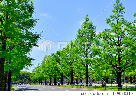 Gyoko-dori Street in Tokyo: Beautiful ginkgo trees lining the street in fresh greenery. Gyoko-dori Street in Tokyo: Beautiful ginkgo trees lining the street in fresh greenery. 139058310