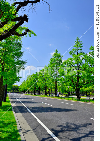 Gyoko-dori Street in Tokyo: Beautiful ginkgo trees lining the street in fresh greenery. 139058311