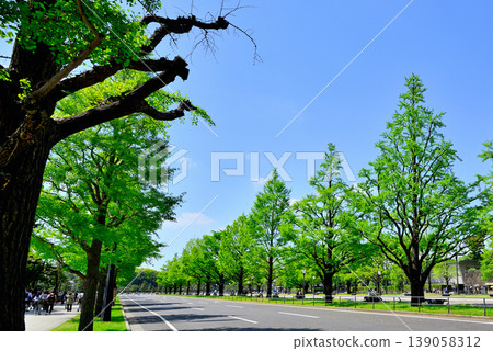 Gyoko-dori Street in Tokyo: Beautiful ginkgo trees lining the street in fresh greenery. 139058312