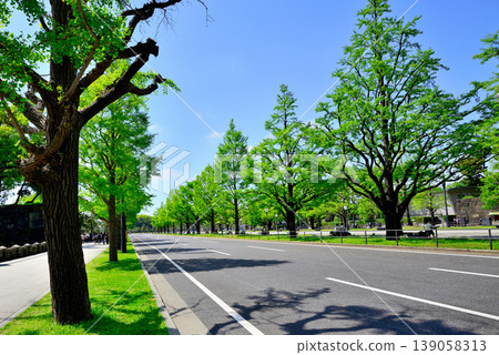 Gyoko-dori Street in Tokyo: Beautiful ginkgo trees lining the street in fresh greenery. 139058313