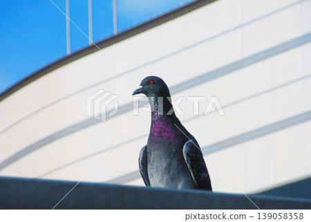 A scene of a single rock dove perched on top of a city building. 139058358