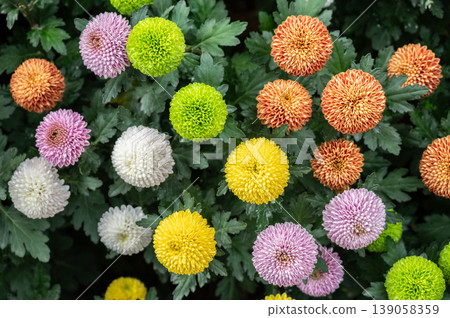 Close up of various colours of Chrysanthemums Pompon flowers grow in the garden. Close up of various colours of Chrysanthemums Pompon flowers grow in the garden. 139058359