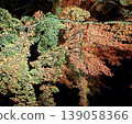 Autumn leaves spread across the night sky: A natural autumn scene in Japan. 139058366