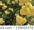 Photo of a Banksia rose with space 139058378