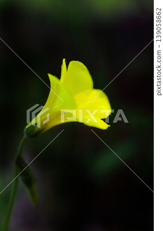 Yellow Oh Kivana Katabi Flower Yellow Oh Kivana Katabi Flower 139058662