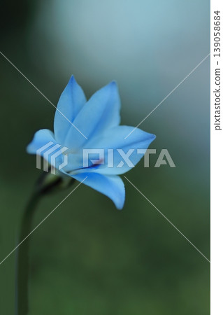 藍色Hananilla 139058684