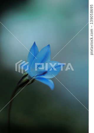 Blue uniflora Blue uniflora 139058695