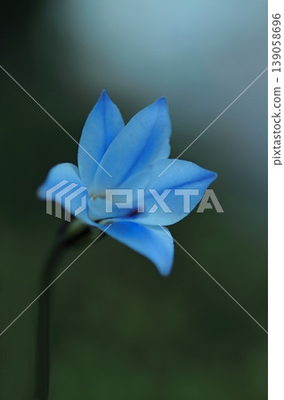 Blue uniflora 139058696