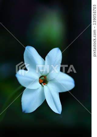 白色Hananyla花 139058703