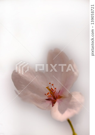 逆光下,河津櫻花晶瑩剔透 逆光下,河津櫻花晶瑩剔透 139058721