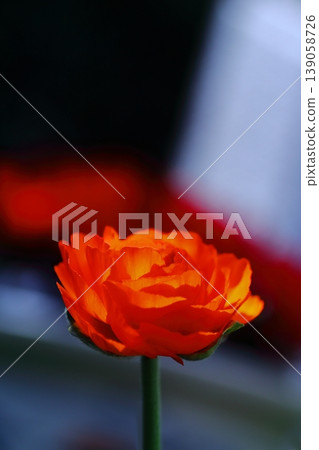 紅毛茛 139058726