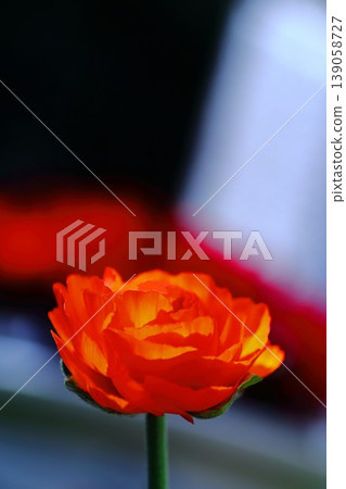 Red Ranunculus Red Ranunculus 139058727