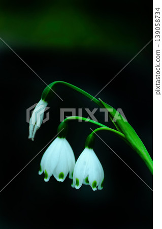 白色雪花花 139058734
