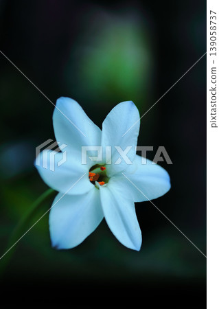 白色Hananyla花 白色Hananyla花 139058737