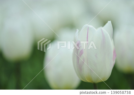 某天看到的鬱金香花田 某天看到的鬱金香花田 139058738