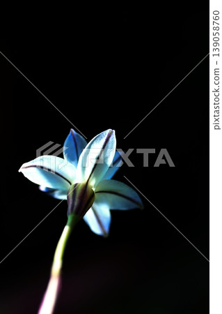 黑色背景上的白色伊菲翁花 139058760