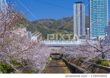 Cherry blossom scenery along the Ikuta River in front of Shin-Kobe Station Cherry blossom scenery along the Ikuta River in front of Shin-Kobe Station 139058802