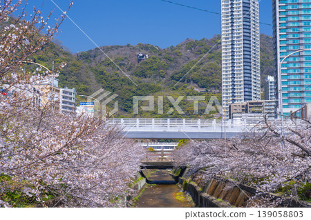 Cherry blossom scenery along the Ikuta River in front of Shin-Kobe Station Cherry blossom scenery along the Ikuta River in front of Shin-Kobe Station 139058803
