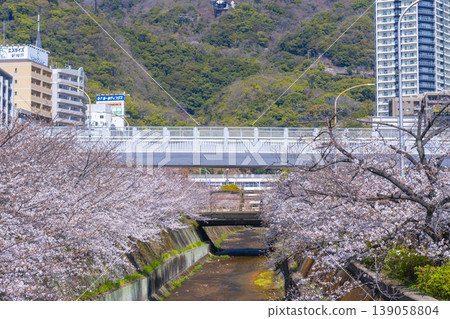 Cherry blossom scenery along the Ikuta River in front of Shin-Kobe Station Cherry blossom scenery along the Ikuta River in front of Shin-Kobe Station 139058804