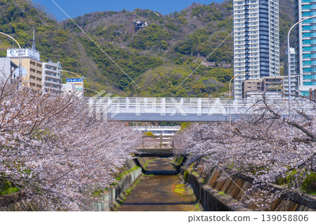 新神戶站前生田川沿岸的櫻花美景 139058806